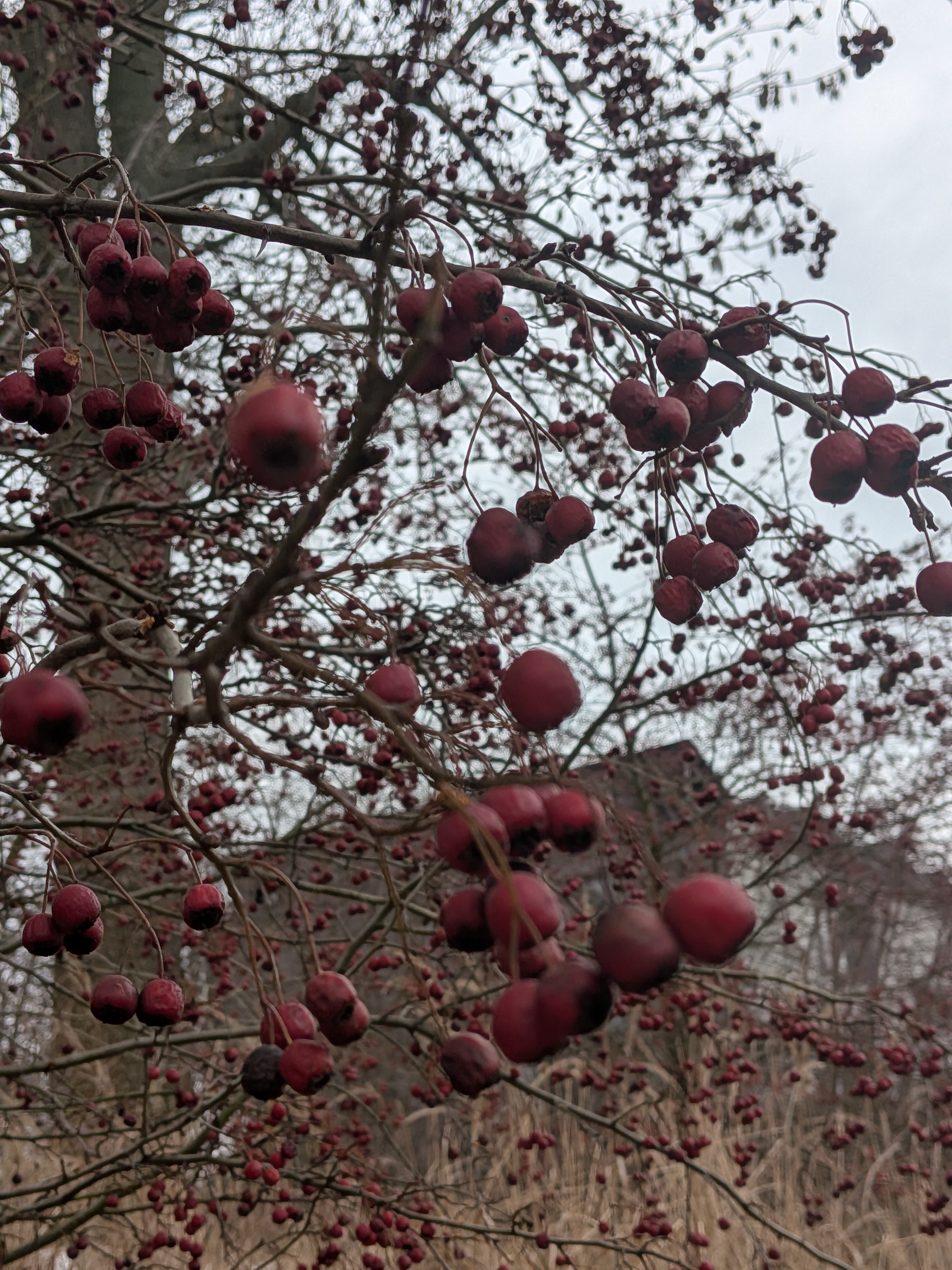 6b26644c-5eee-4421-a7f7-ecedc6d2a1df-PXL_20260125_125244955.jpg